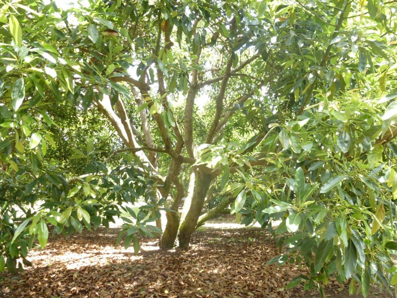 Paradise Grove Whangamata Zewnętrze zdjęcie